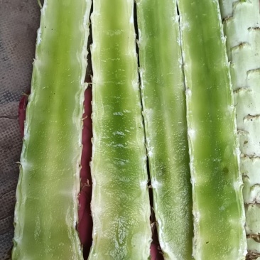 莴笋，大量有货