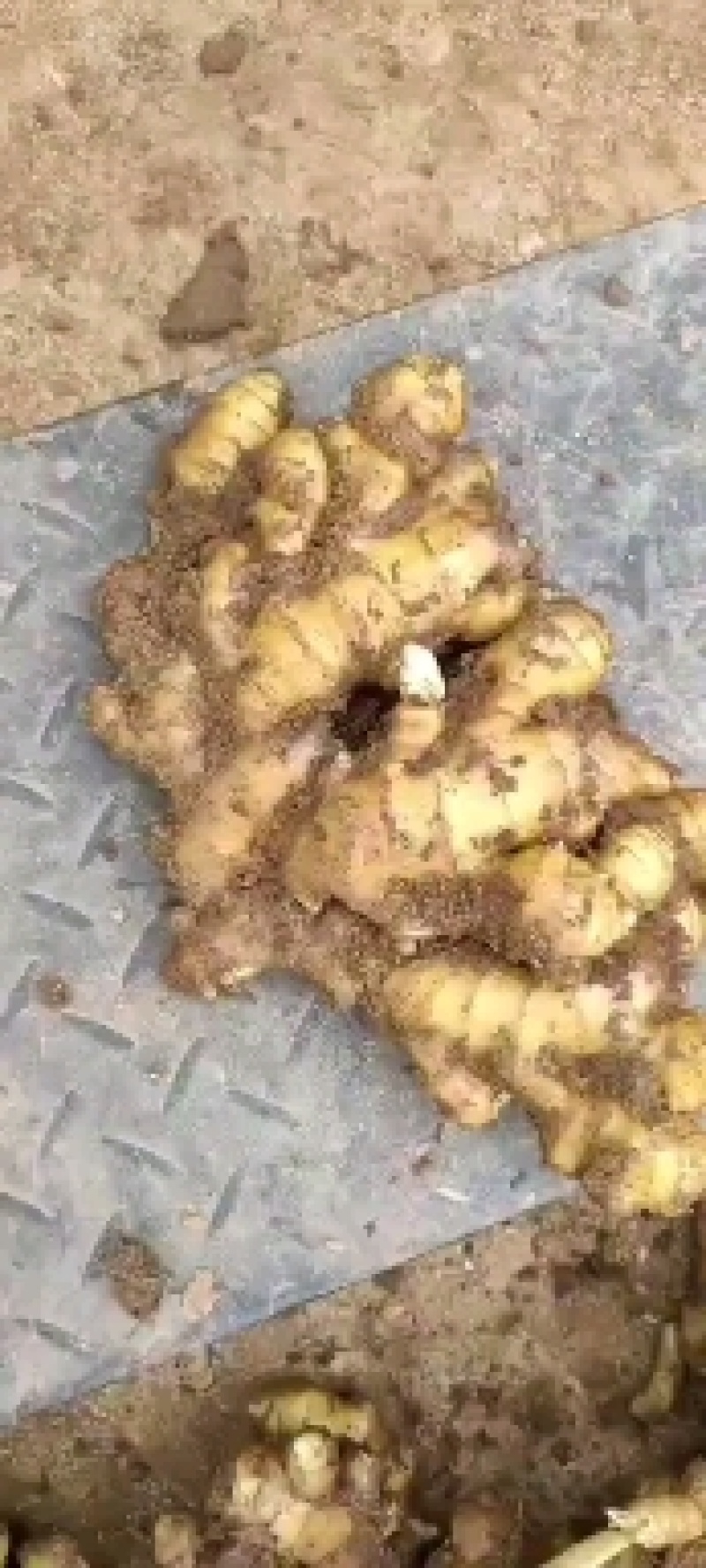 山东优质高产姜种大量有货货源充足全国发货