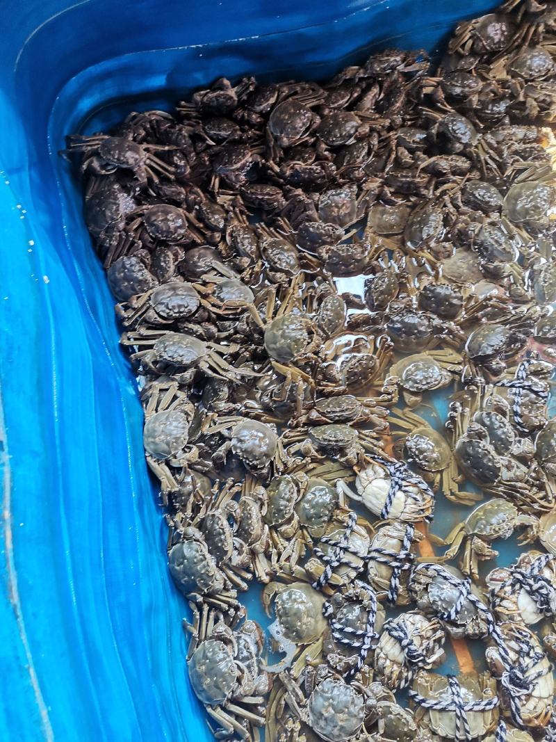 黄河口大闸蟹大量有货欢迎订购