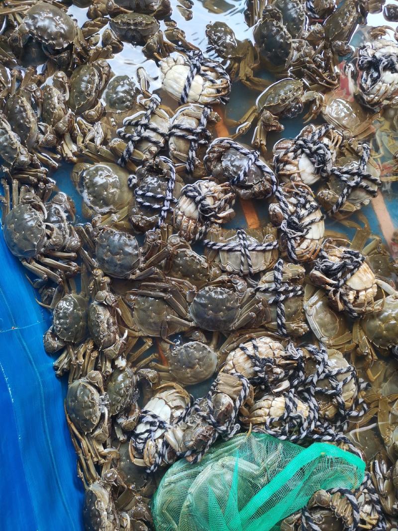黄河口大闸蟹大量有货欢迎订购