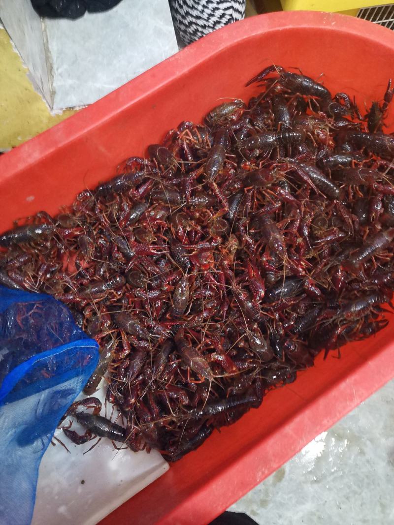 精品小龙虾