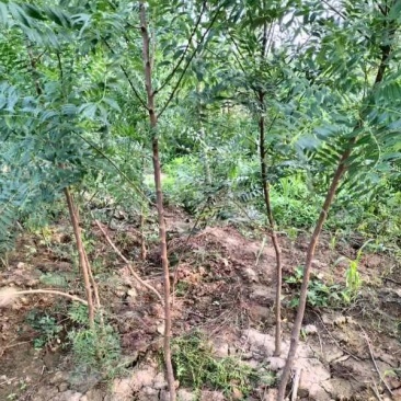 文冠果小苗1公分3年原生苗量大，需要的联系