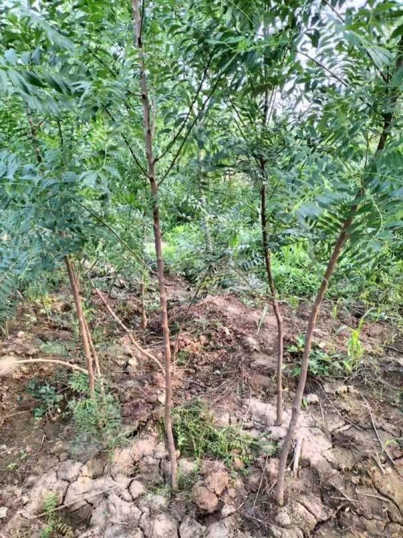 文冠果小苗1公分3年原生苗量大，需要的联系