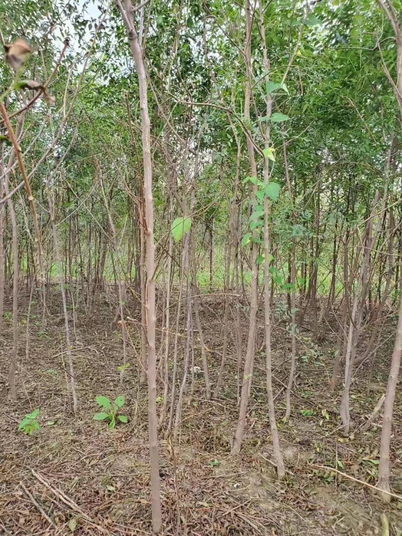 文冠果小苗1公分3年原生苗量大，需要的联系