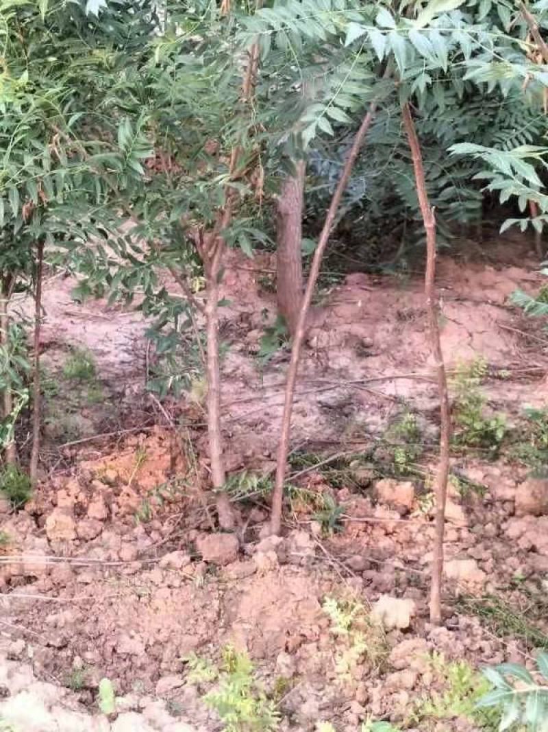 文冠果小苗1公分3年原生苗量大，需要的联系