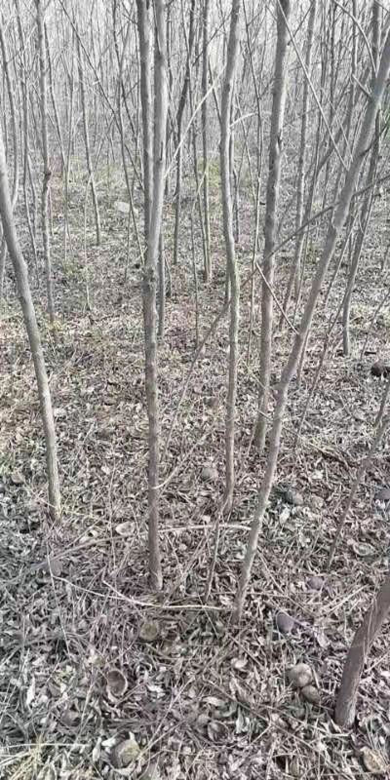 文冠果小苗1公分3年原生苗量大，需要的联系