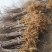 文冠果小苗1公分3年原生苗量大，需要的联系