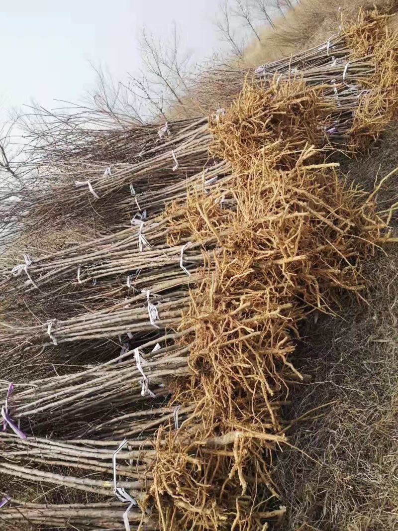 文冠果小苗1公分3年原生苗量大，需要的联系