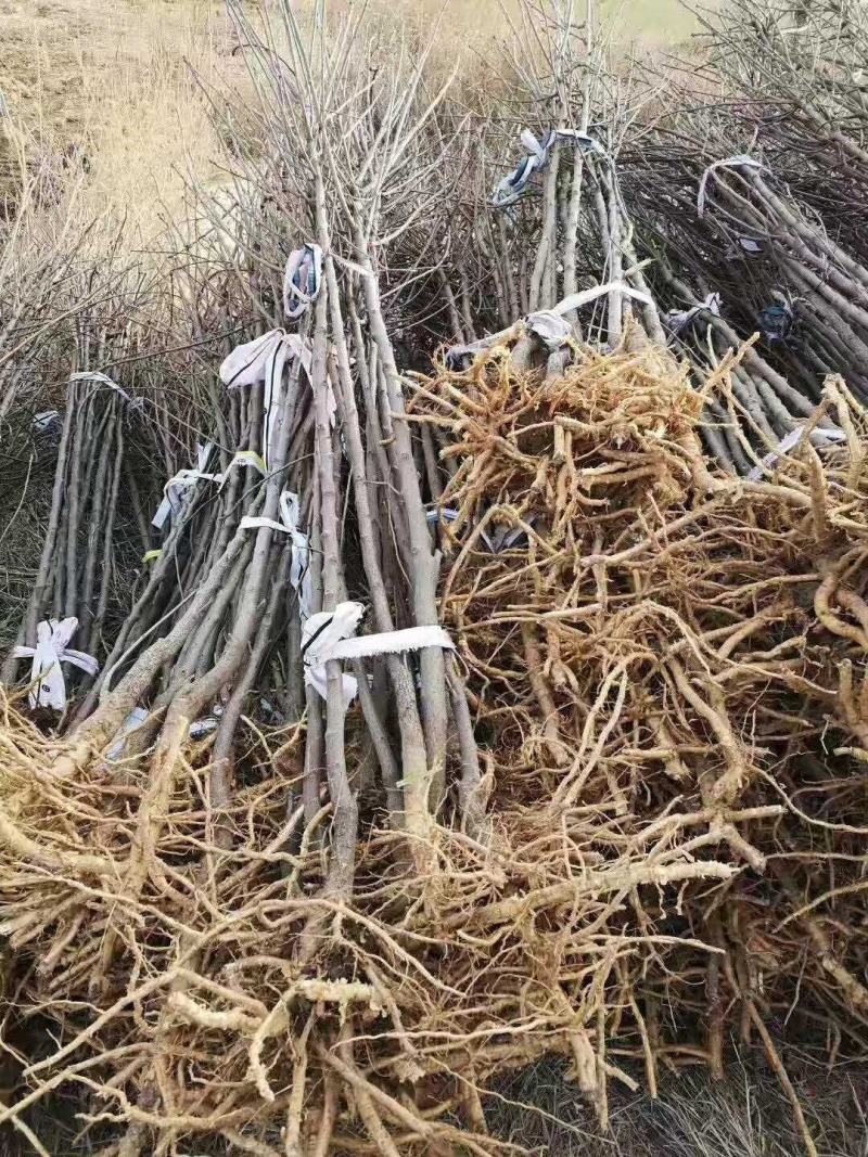 文冠果小苗1公分3年原生苗量大，需要的联系