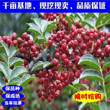 大红袍花椒苗高产味道纯正苗圃园现挖现发货