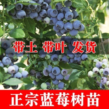 【精品】蓝莓苗（薄雾、兔眼、喜来蓝莓）包品种，带球发货