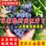 【精品】蓝莓苗（薄雾、兔眼、喜来蓝莓）包品种，带球发货