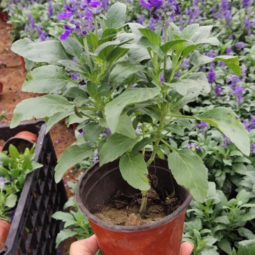 兰花鼠尾草大量现货，欢迎采购，售后无忧