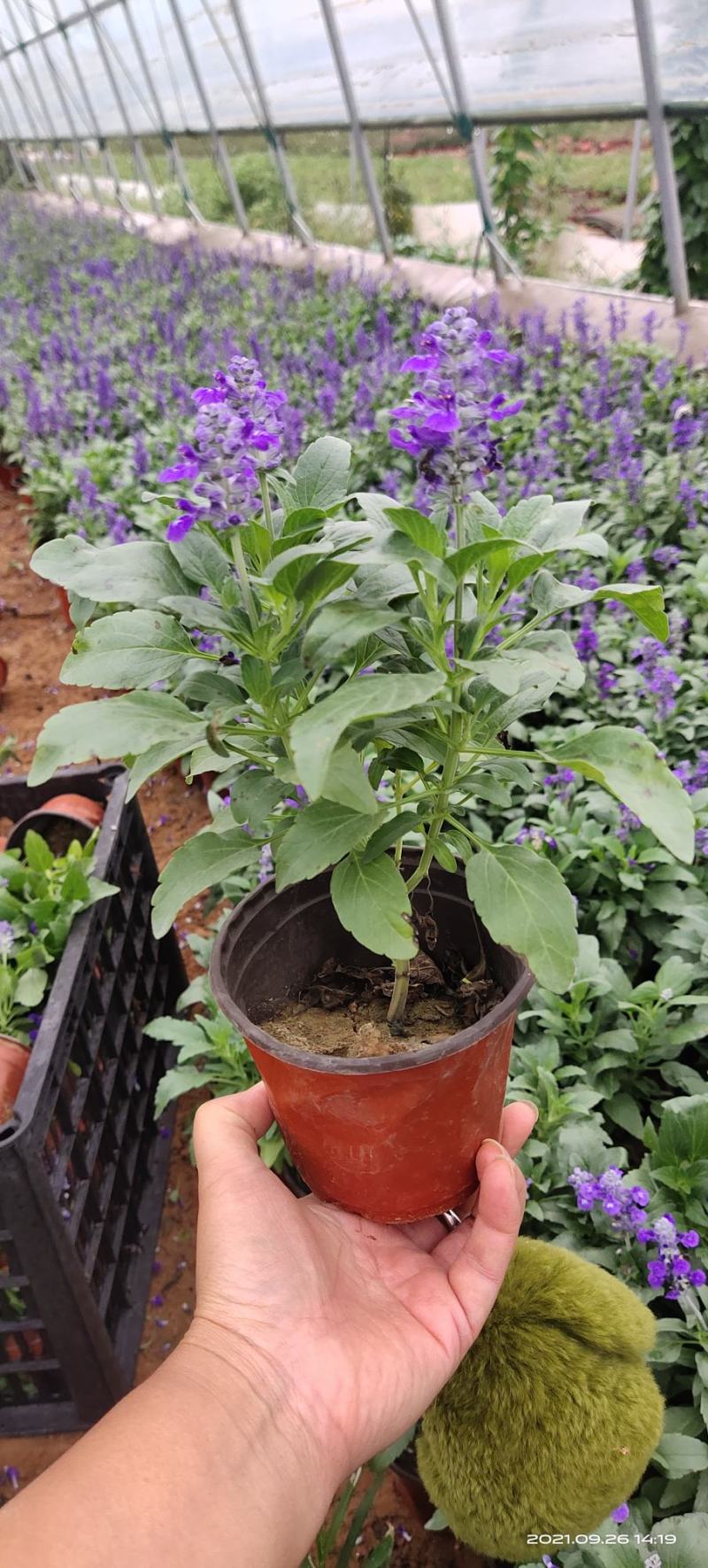 兰花鼠尾草大量现货，欢迎采购，售后无忧