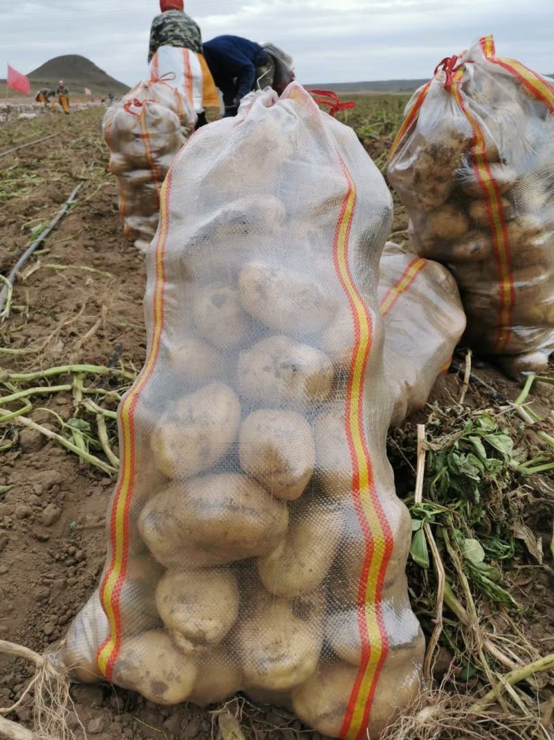 河南土豆沃土，中薯土豆，希森土豆V七土豆系列大量