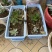 花盆多肉种菜阳台大号特大号蔬菜种植育苗草莓种植