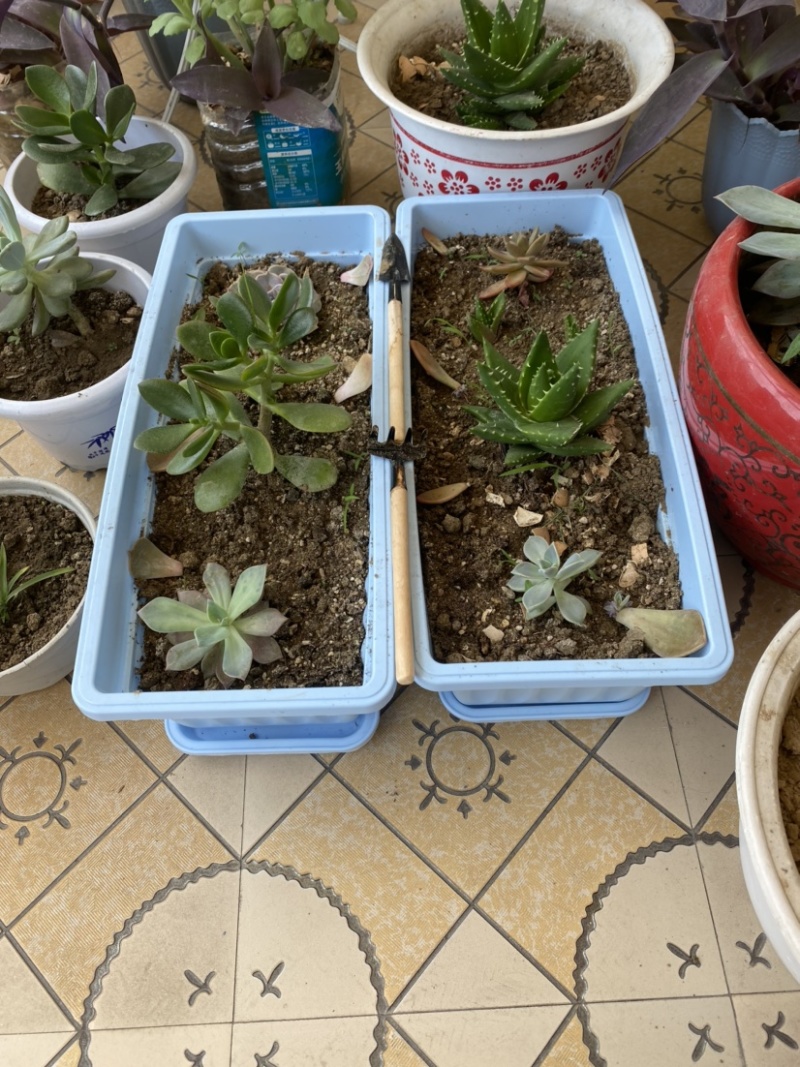 花盆多肉种菜阳台大号特大号蔬菜种植育苗草莓种植