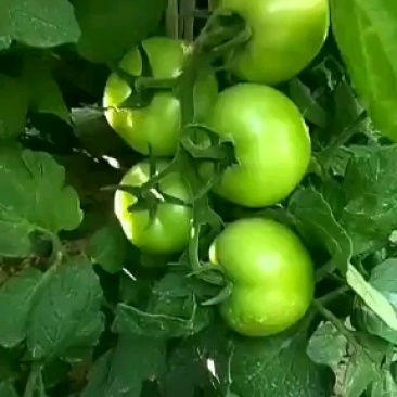 甘肃白银市景泰县硬粉西红产地西红柿四层果量大需求量大联系