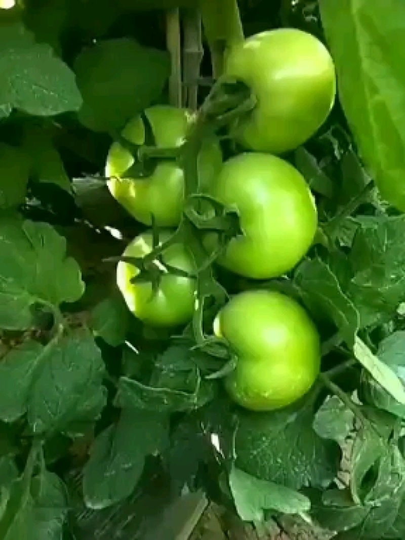 甘肃白银市景泰县硬粉西红产地西红柿四层果量大需求量大联系