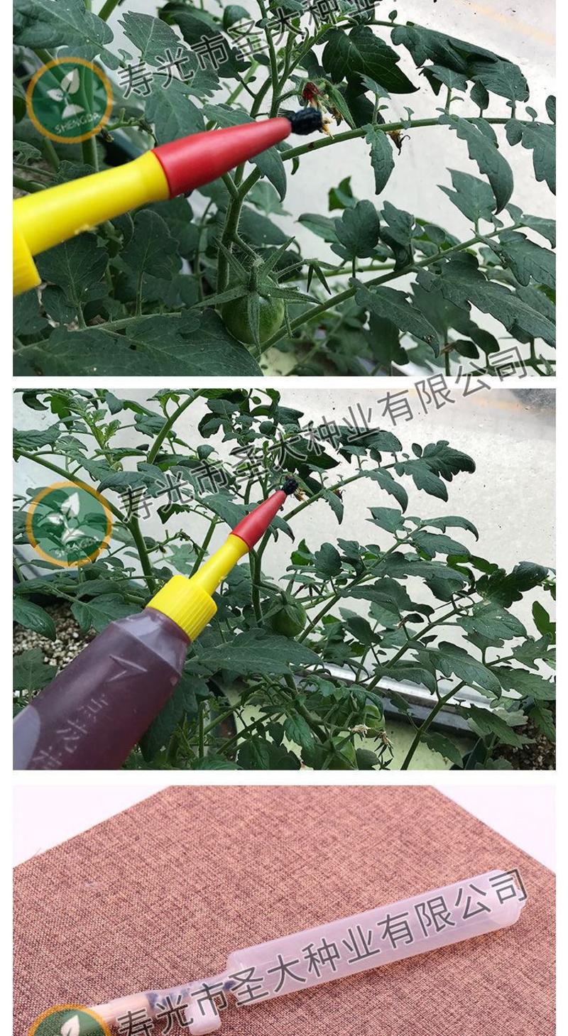 西红柿点花笔—西红柿、茄子专用点花笔手动点花神器