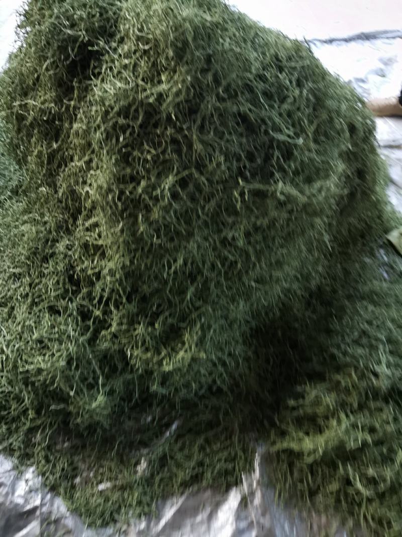 架豆丝张家口特产蔚县贡菜绿色秋豆角丝干豆角丝
