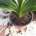 腐叶土，黑土，适合喜欢种植花花草草的朋友，种竹荪专用