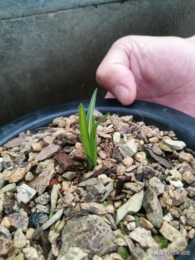 腐叶土，黑土，适合喜欢种植花花草草的朋友，种竹荪专用