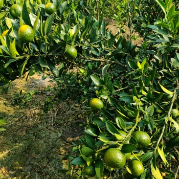 鹿寨县南丰蜜橘