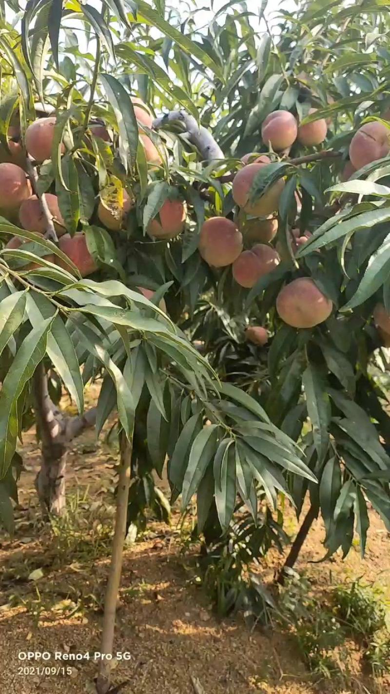 平邑县蜜桃