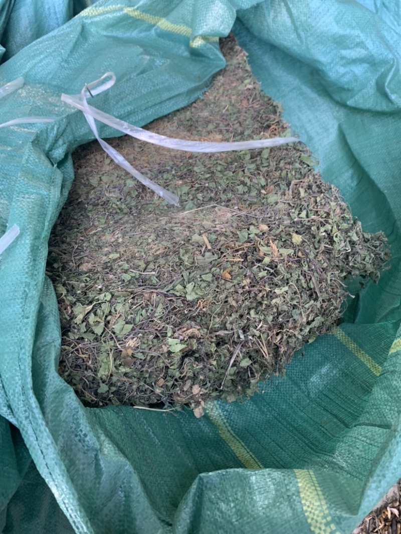 积雪草马蹄菜高含量云南野生货产地一手货源大货供应