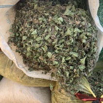 积雪草马蹄菜高含量云南野生货产地一手货源大货供应