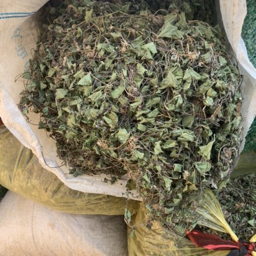 积雪草马蹄菜高含量云南野生货产地一手货源大货供应