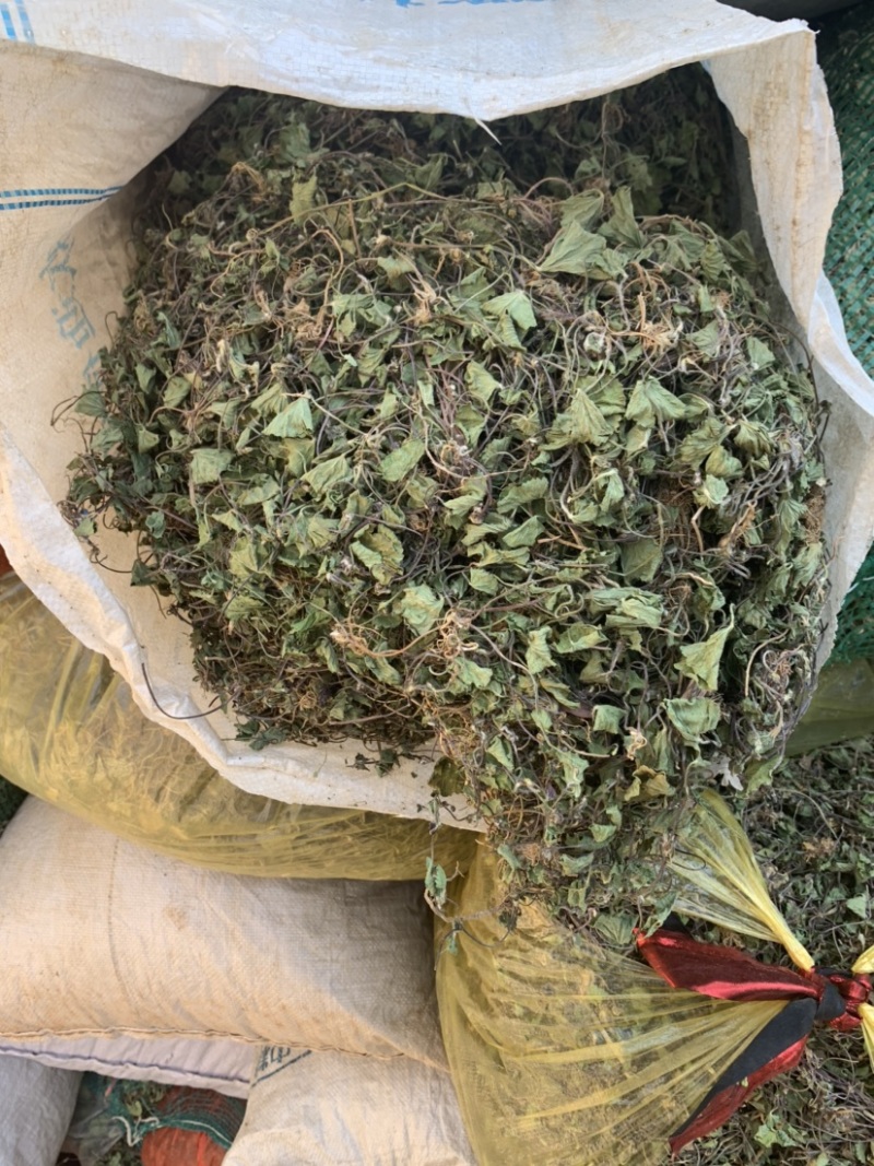 积雪草马蹄菜高含量云南野生货产地一手货源大货供应