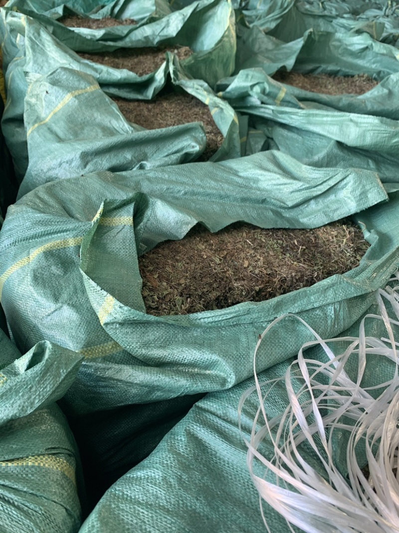 积雪草马蹄菜高含量云南野生货产地一手货源大货供应