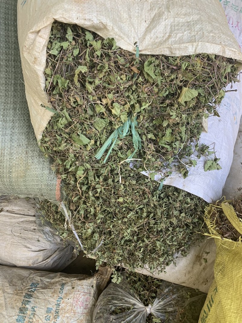 积雪草马蹄菜高含量云南野生货产地一手货源大货供应