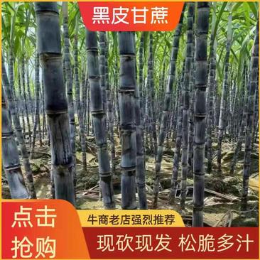 广西黑皮甘蔗8斤以上节巴长条子粗，无裂缝，提供回头车