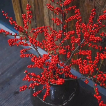 北美冬青基地盆栽切枝北美冬青苗花卉