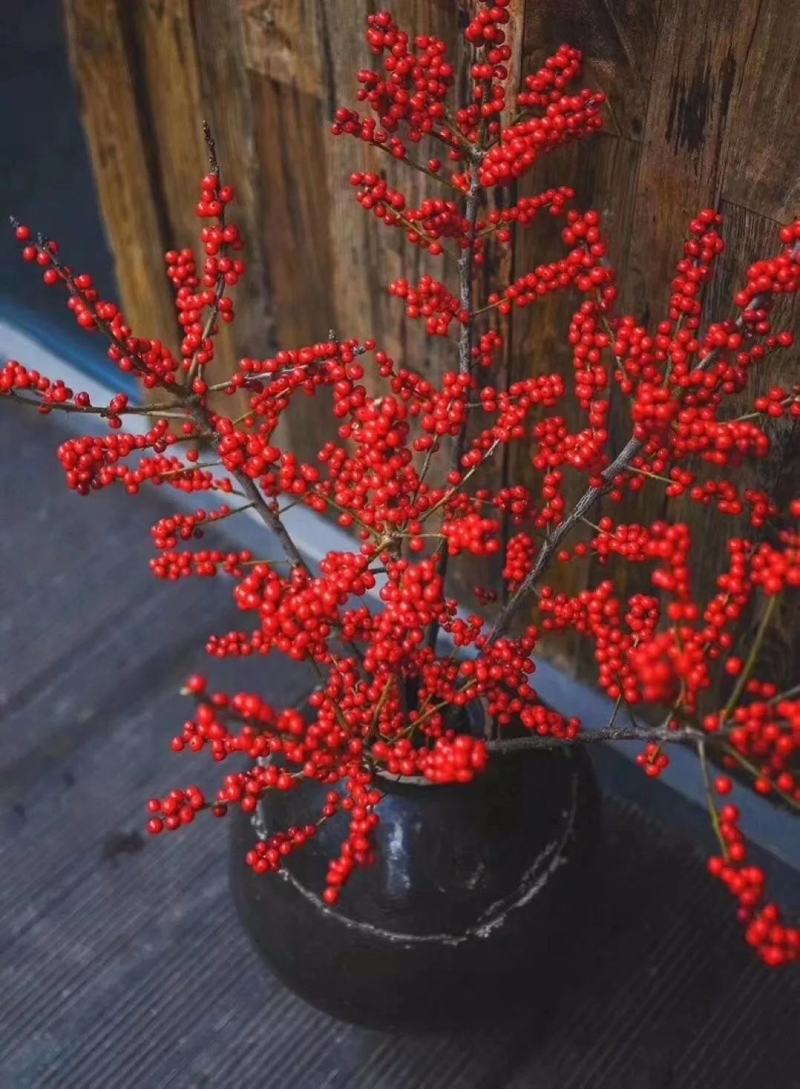 北美冬青基地盆栽切枝北美冬青苗花卉