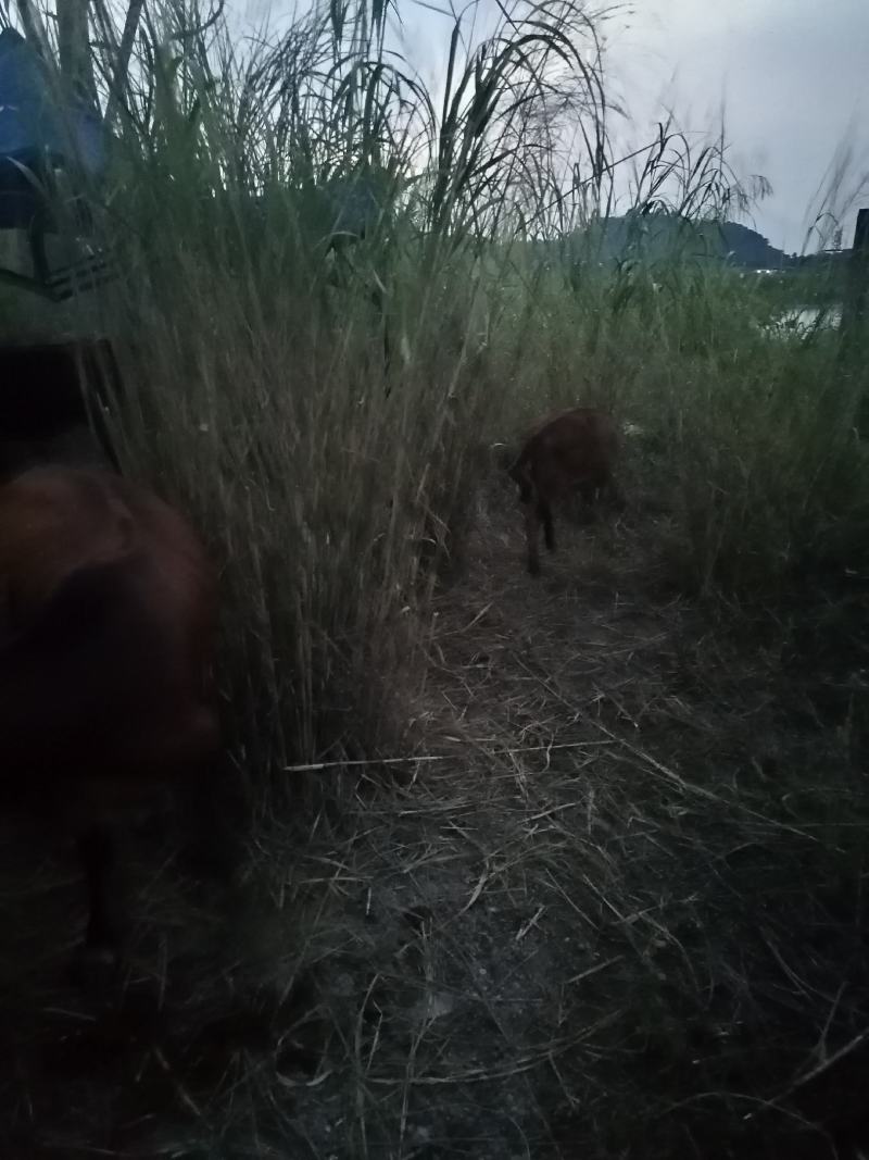 大小黄牛