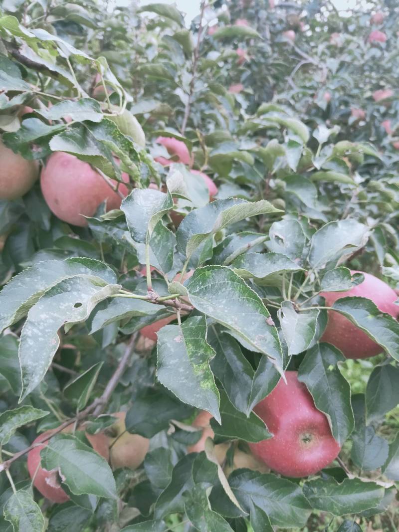 寒富苹果大量上市，欢迎新老朋友采购。