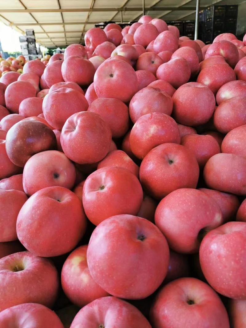 《推荐》红富士苹果，冰糖心，大量上市，货源充足
