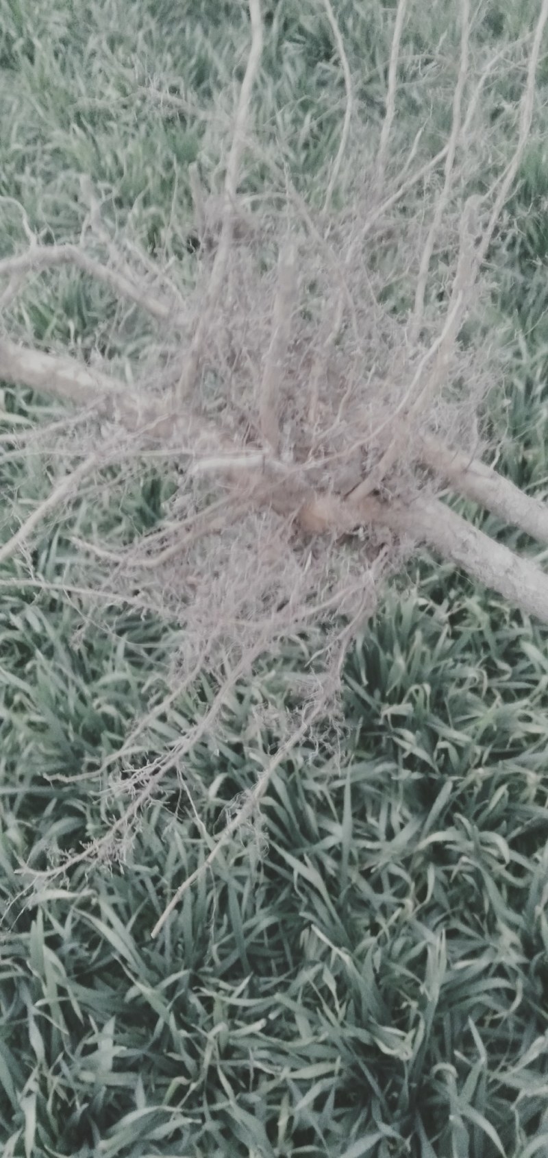 桃树苗批发，桃树苗种植。西华大量总批发桃树苗。