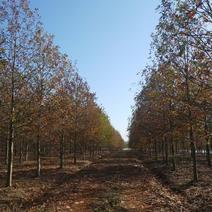 红栎，北美红栎，美国红栎2～20公分，千亩基地，量大