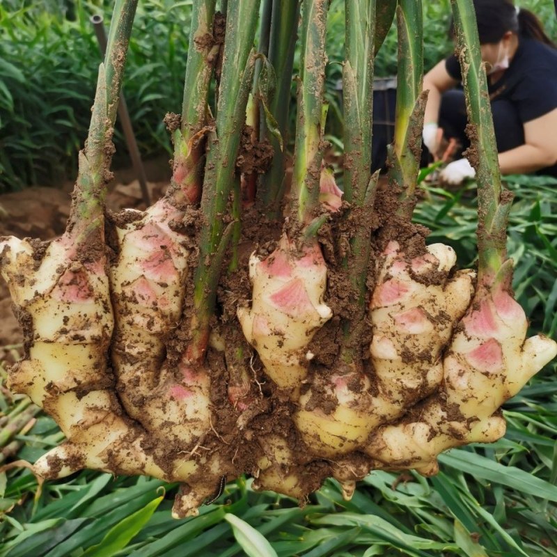 山东大姜，鲜姜，大量上市价格便宜，质量非常好！