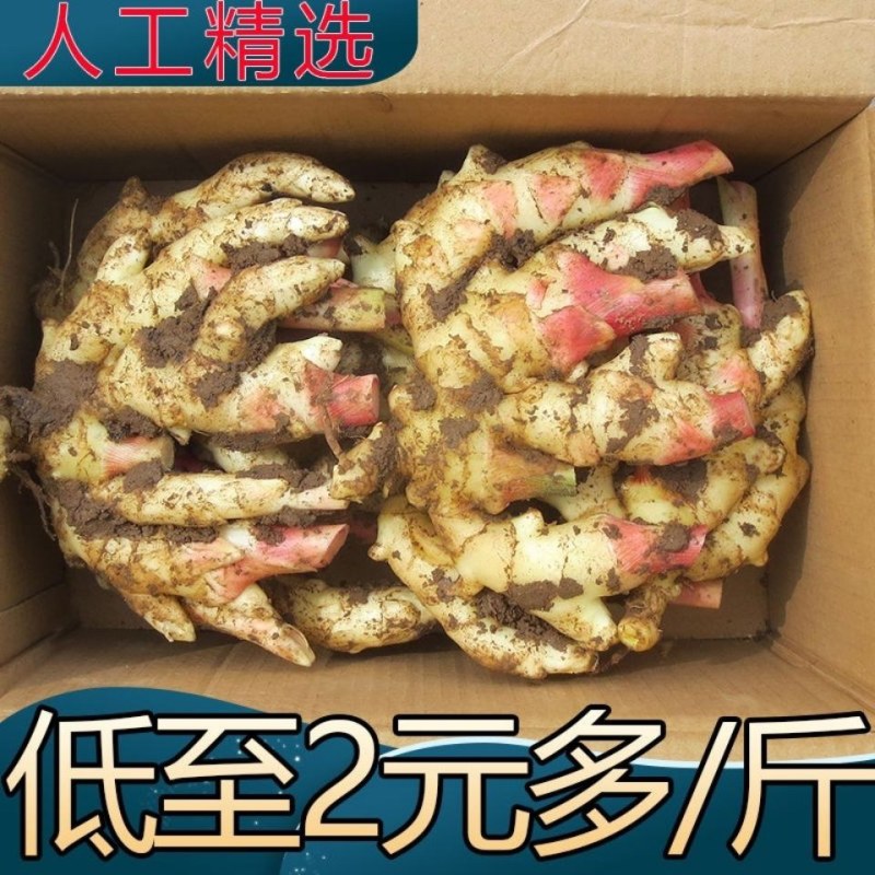 山东大姜，鲜姜，大量上市价格便宜，质量非常好！