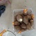 山东芋头种8520芋头货源充足价格优惠