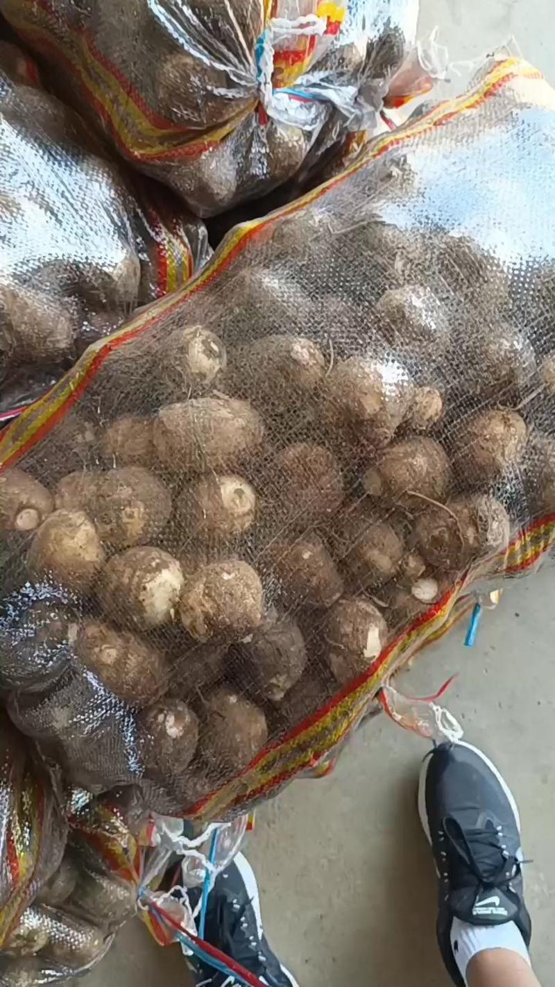 山东芋头种8520芋头货源充足价格优惠