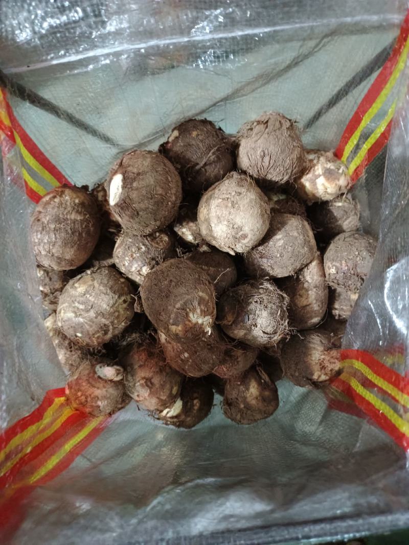 山东芋头种8520芋头货源充足价格优惠