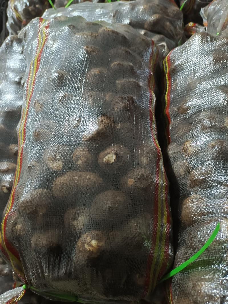 山东芋头种8520芋头货源充足价格优惠