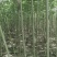 农场直销泡桐树苗，泡桐树种根及各种规格泡桐树。